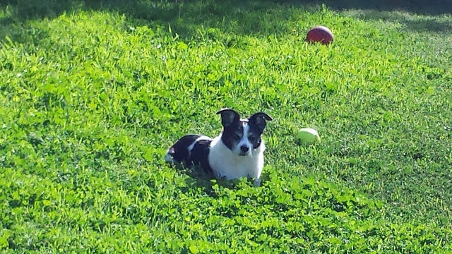 Pepper often played in Foothill Park -- the same park near which he was found dead in September.