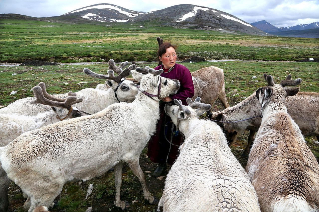 The sense of community among the Tsaatan people is structured around reindeer. The reindeer and the Tsaatan people are dependent on one another. Some Tsaatan say that if the reindeer disappear, so too will their culture.