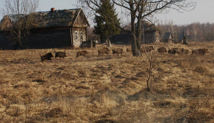 Wild boar run in front of an abandoned building inside Chernobyl's exclusion zone.