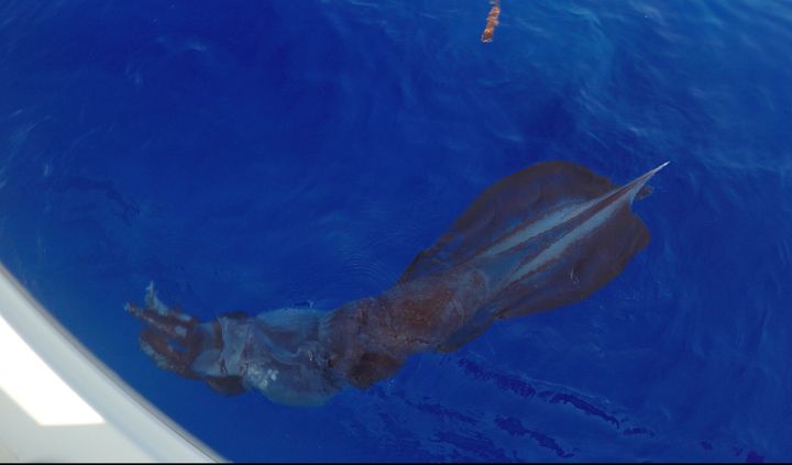 The squid measured approximately 7 feet in length and weighed about 52 pounds.