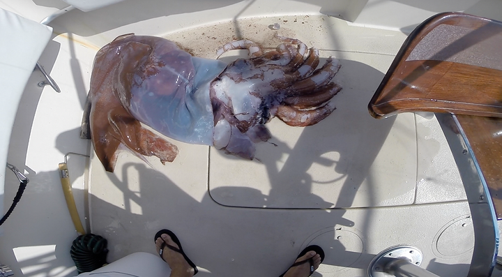 The squid is pictured inside Cyrus Widhalm's 34-foot fishing boat, Ahi Lani.