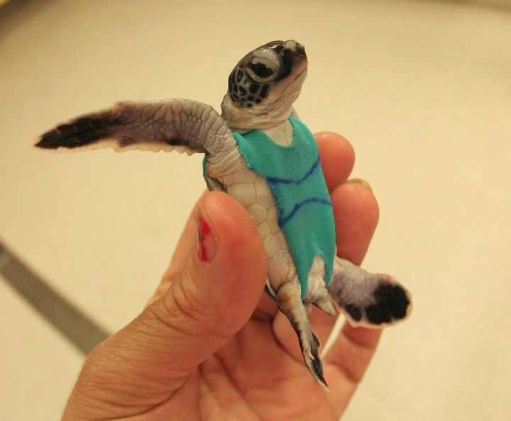 A sea turtle hatchling wears a version of the makeshift swimsuit.