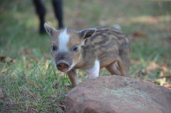 And pig almighty, Irwin was so little when he arrived! 