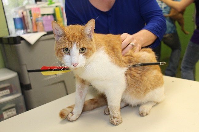 Kitty was found with an arrow through his chest. There's a $1,000 reward out for information leading to the arrest and conviction of whoever did this. 