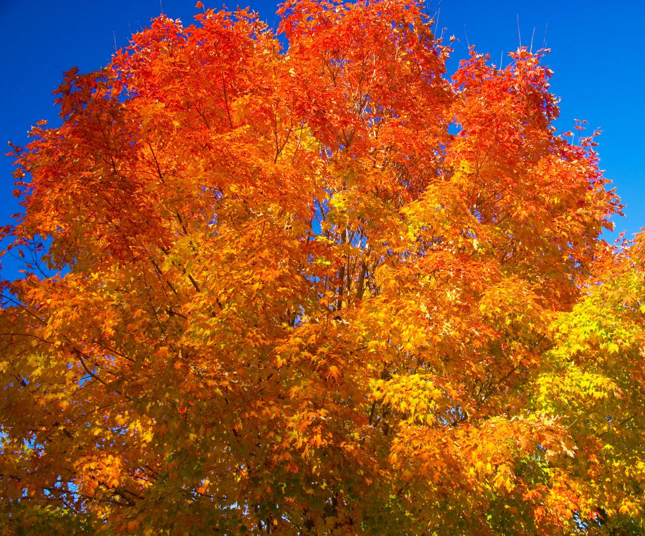 Leaf Porn To Get You Turnt For Autumn | HuffPost Good News