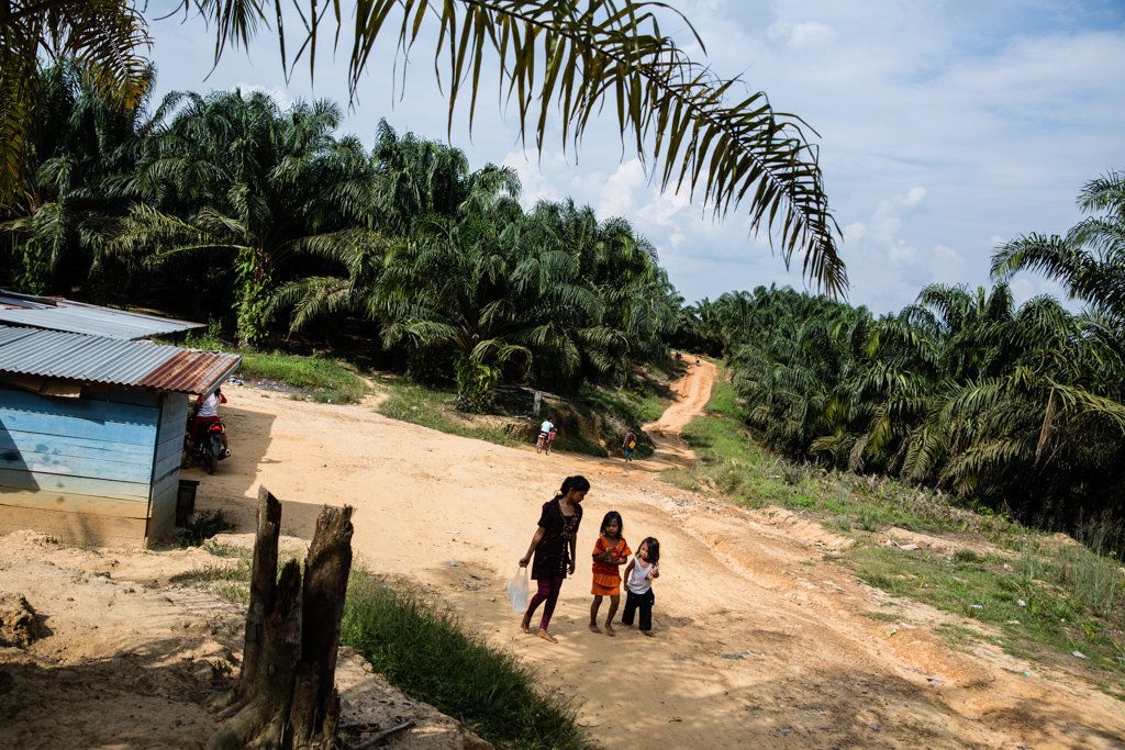 The landscape that Revan and many other Batin Sembilan kids now call home amounts to an endless sea of oil palm.