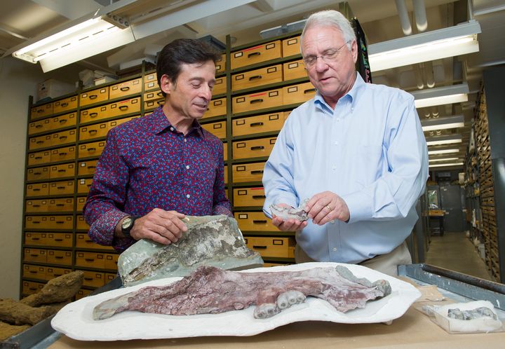 Paleontologists Louis Jacobs (right) and Anthony Fiorillo (left) have identified a new species of marine mammal from bones recovered from the Aleutian island Unalaska in the North Pacific. 
