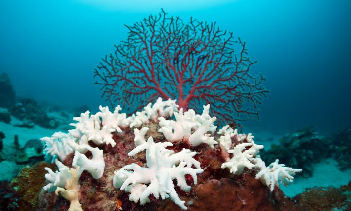 Bleached corals in West Papua, Indonesia. The world's corals are experiencing a mass bleaching as a result of warmer ocean temperatures and other factors.
