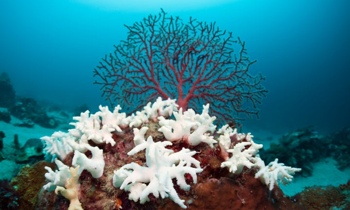 Bleached corals in West Papua, Indonesia. The world's corals are experiencing a mass bleaching as a result of warmer ocean temperatures and other factors.