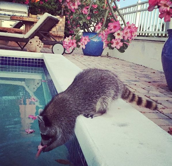 Pumpkin is a domesticated raccoon who enjoys the finer things in life.