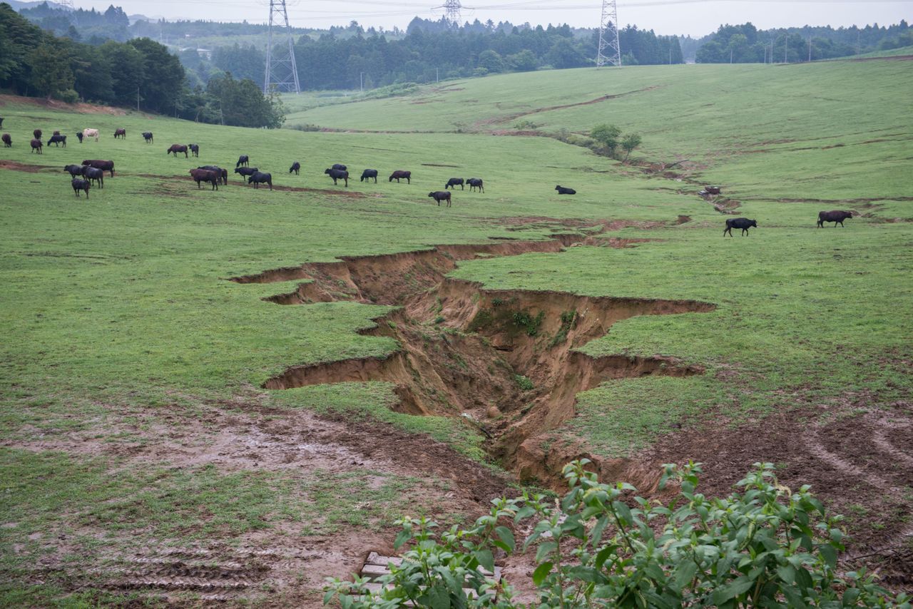 There are currently approximately 360 cattle owned by Masami Yoshizawa who returned to his farm after the disaster. The cracks in the earth were caused by the earthquake.
