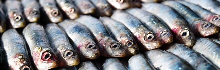 Anchovies are a good low-mercury seafood choice.