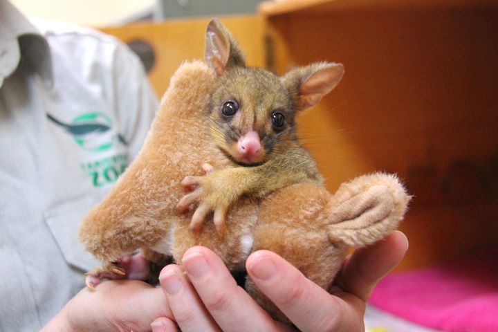 This orphaned baby brushtail possum is getting some much needed love and care at the Taronga Wildlife Hospital in Australia.