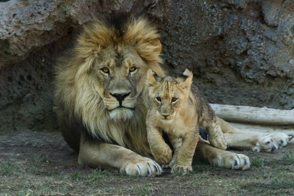 Improving Lions hoping to continue recent progress - The Japan Times