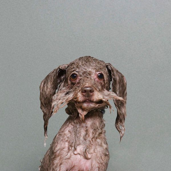 Wet dogs 2025