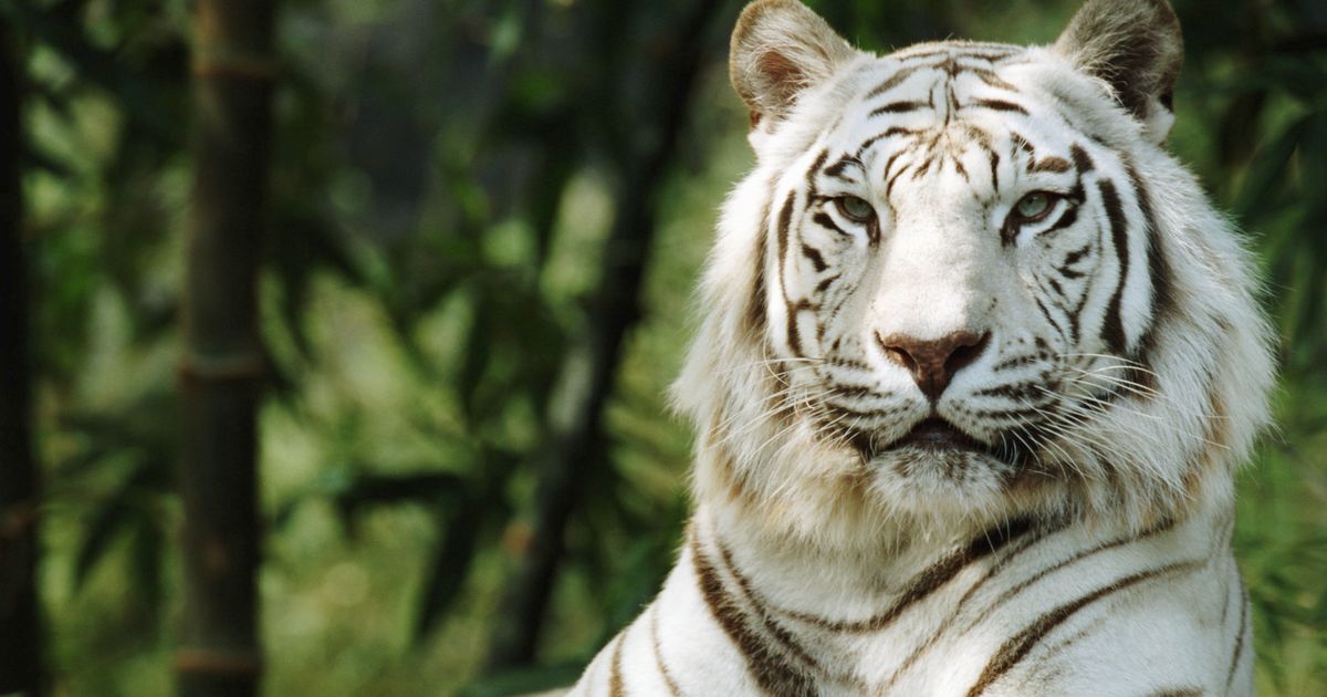 endangered white tiger articles