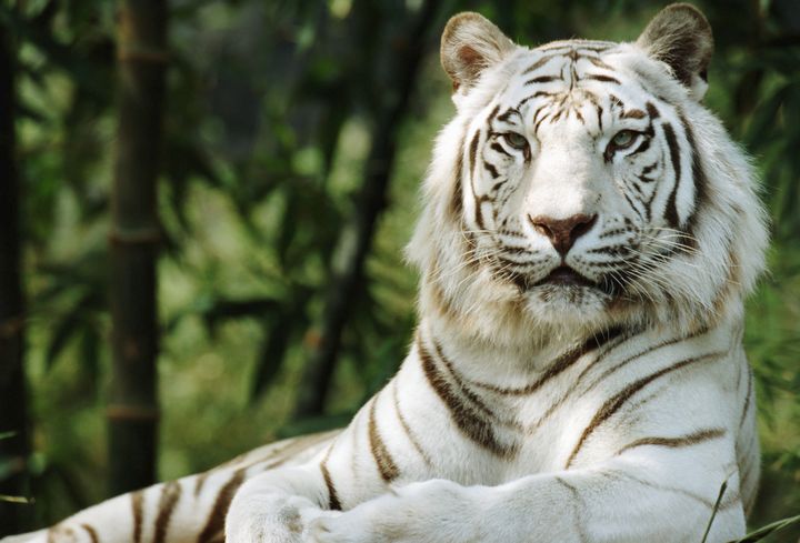 White Tigers Aren't An Endangered Species -- Or A Species At All | HuffPost  Impact