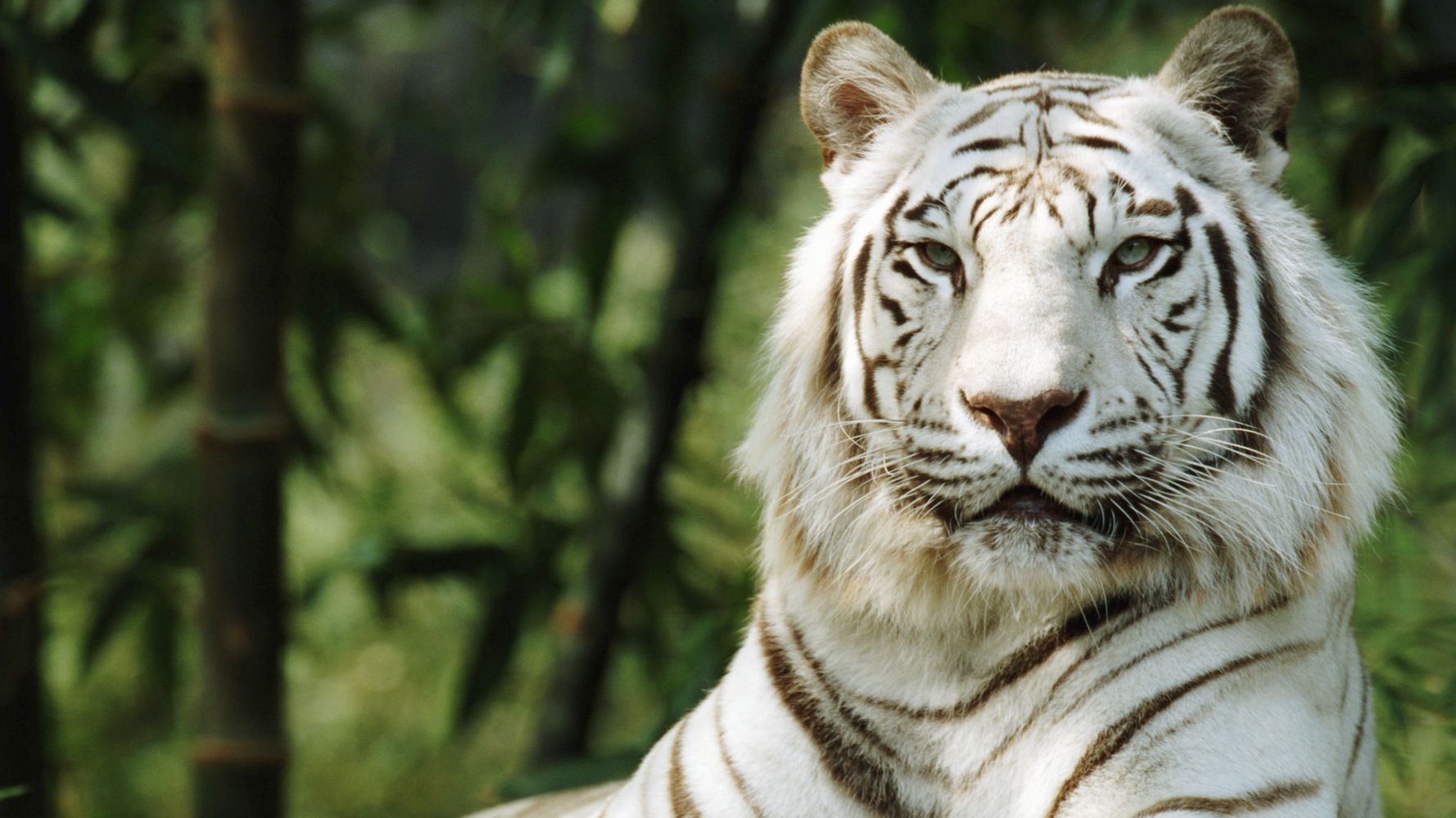 The White Bengal Tiger - Project Endangered Tigers
