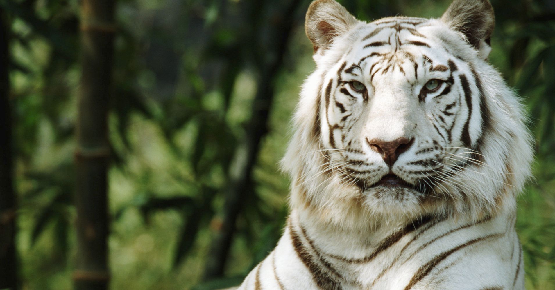 eyes white tattoo and tiger blue black Or  Species  Aren't A An Endangered White  Species Tigers