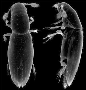 Alexey Polilov used micrographs to accurately measure the beetle's size.