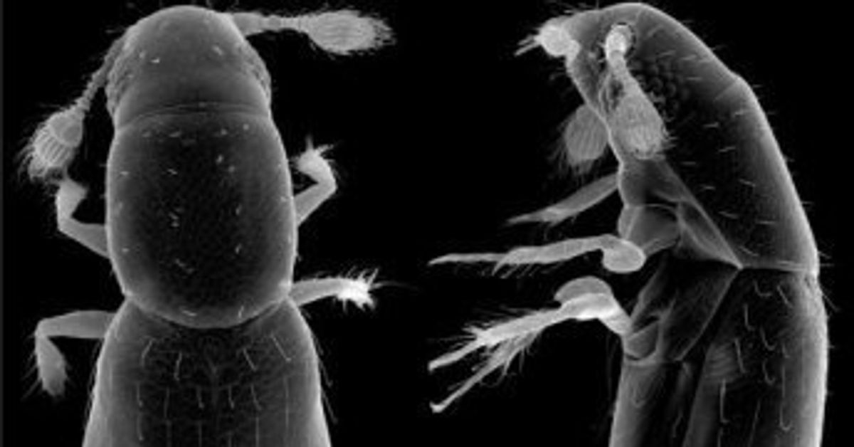 Scientist Discovers The Worlds Smallest Free Living Insect Huffpost Impact