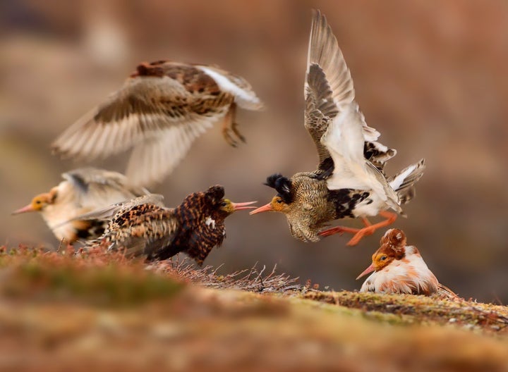 Ruffs with full plumage.