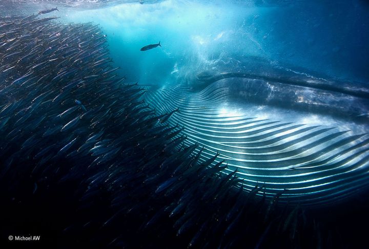A whale eats sardines.