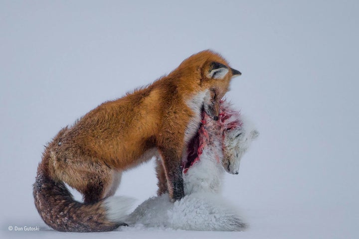 A red fox feeds on its prey, a blood-soaked white Arctic fox, in Cape Churchill, Canada.