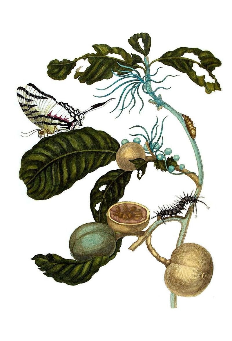 <a href="https://en.wikipedia.org/wiki/Maria_Sibylla_Merian">via Wikimedia Commons</a>