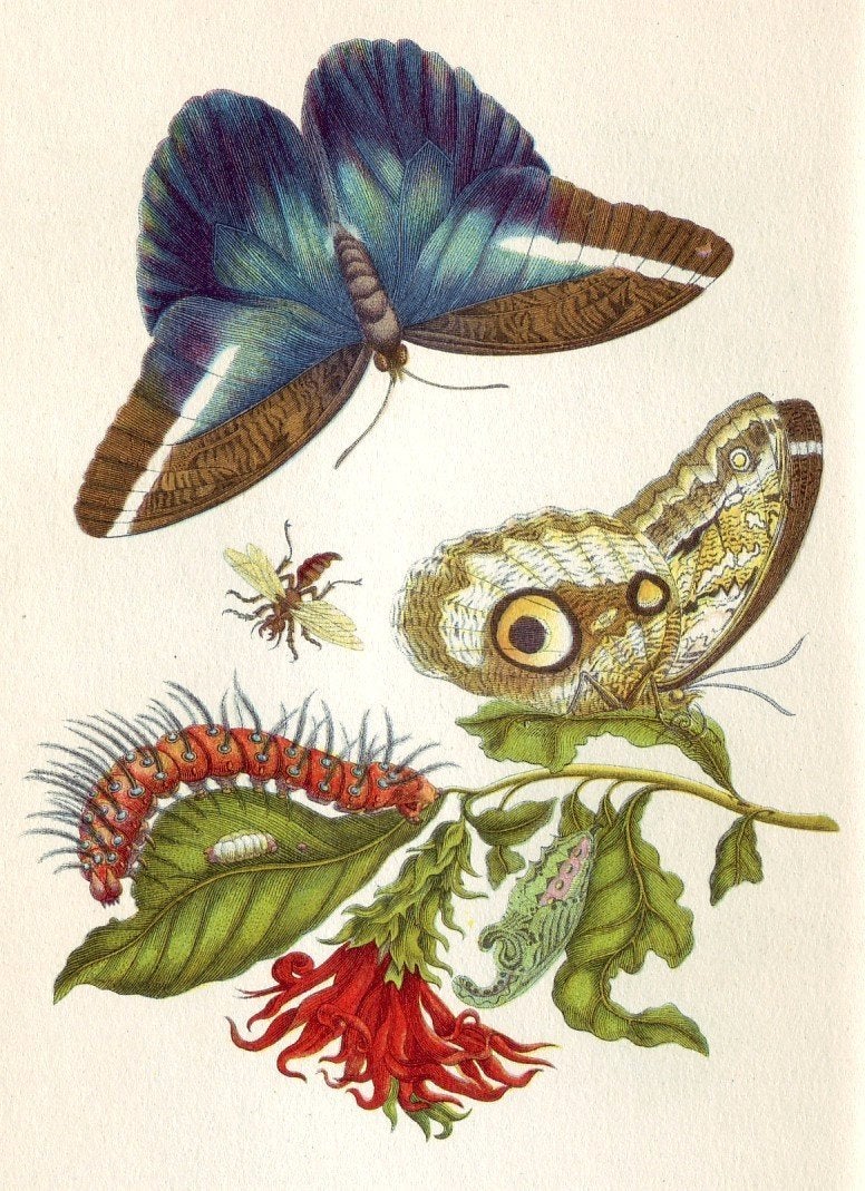 via <a href="https://en.wikipedia.org/wiki/Maria_Sibylla_Merian">Wikimedia Commons</a>
