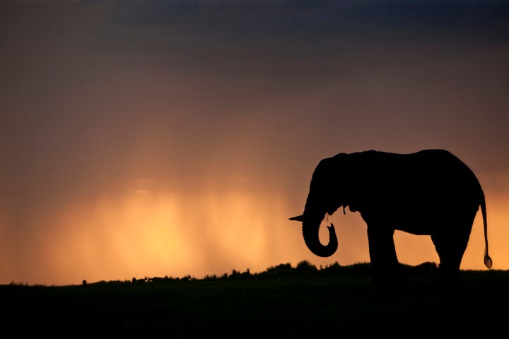 Silhouette of an elephant bull (Loxondonta Africana) at sunset with a stormy cloud in the background in the Okavango Delta in Botswana.