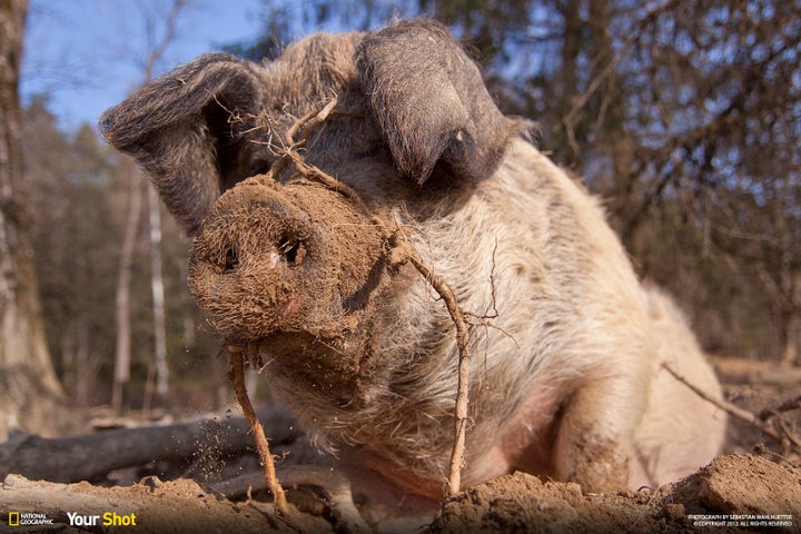 In "<a href="http://yourshot.nationalgeographic.com/profile/228500/">Dignity</a>," a free range pig digs through so