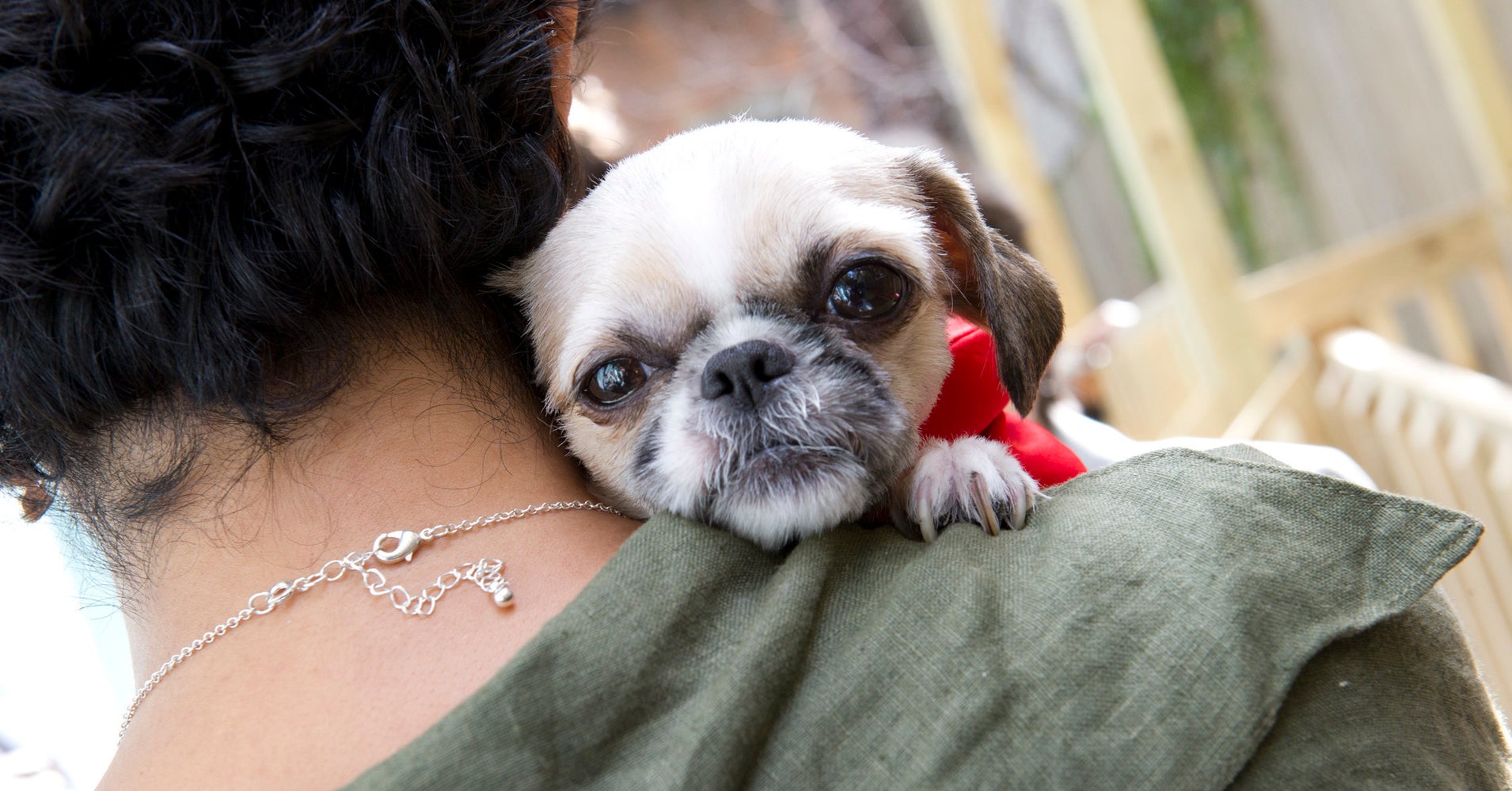 Here's Why We Need More PetFriendly Domestic Violence Shelters HuffPost