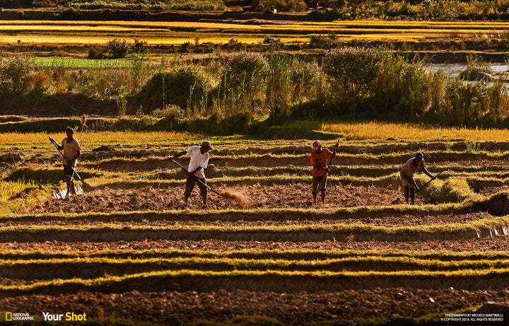 In "Working The Soil," farmers in Madagascar work the soil before planting rice, a staple cereal among the country's population, in 2013.