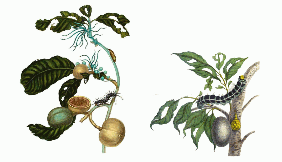<a href="https://en.wikipedia.org/wiki/Maria_Sibylla_Merian">via Wikimedia Commons</a>