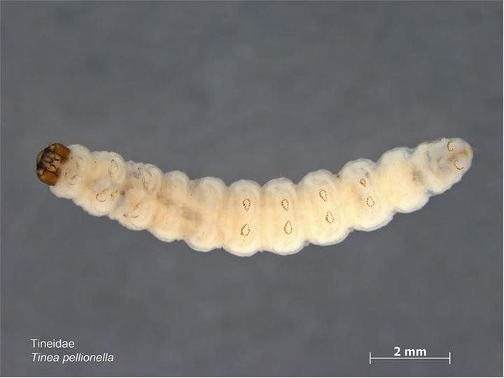 Caroline Harding/MAF Plant Health & Environment Laboratory via PaDIL. A photo of Tinea pellionella, the case-bearing clothes moth. Case-bearing clothes moths and common clothes moths are both in the Tineidae family. Case-bearing clothes moth larvae feed on wool and fur. 