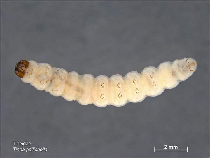 <a href="http://www.padil.gov.au/maf-border/pest/main/141493">Caroline Harding/MAF Plant Health & Environment Laboratory via PaDIL.</a> A photo of Tinea pellionella, the case-bearing clothes moth. Case-bearing clothes moths and common clothes moths are both in the <a href="http://www.butterfliesandmoths.org/taxonomy/Tineidae">Tineidae family</a>. Case-bearing clothes moth larvae feed on wool and fur. 