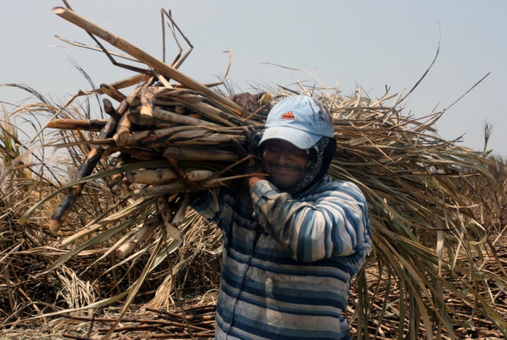 A worker hauls harvested sugar cane in the town of Chichigalpa, Nicaragua.