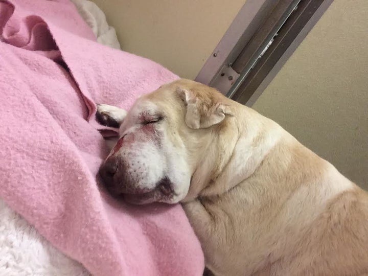 Bella resting in the hospital.