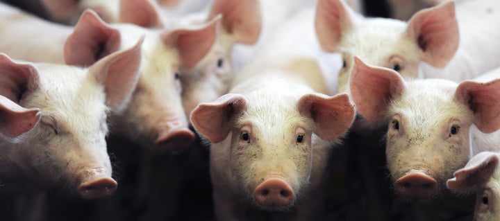 Piglets stand in their enclosure at a pig farm of Label Rouge ("red label") standard in Marigne-Laille in western France on Sept. 7, 2014.