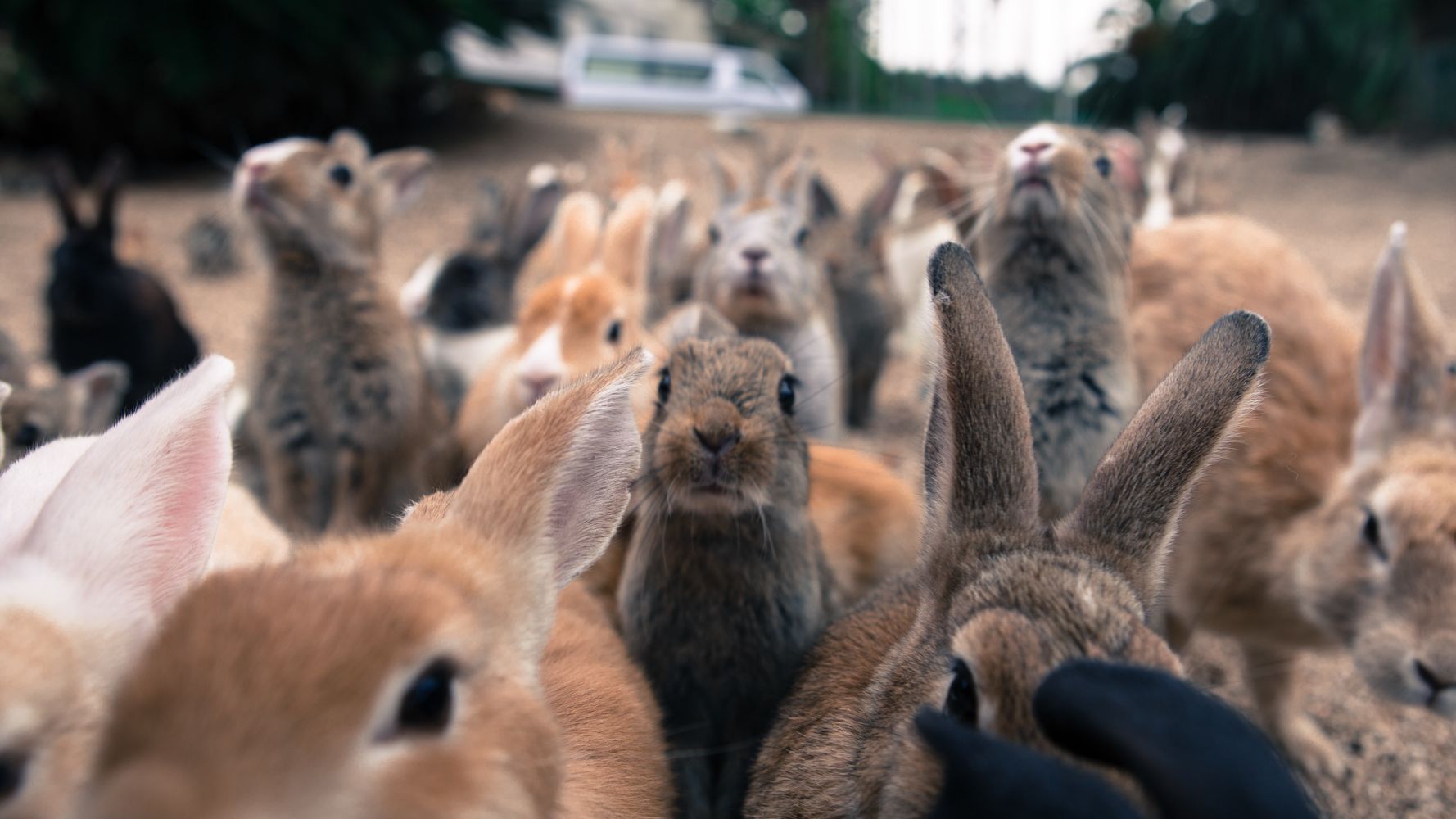 В окружении доброй семьи и множества пушистиков. Остров кроликов Окуносима. Окуносима кроличий остров в Японии. Остров кроликов в Японии. Остров Зайцев в Японии.