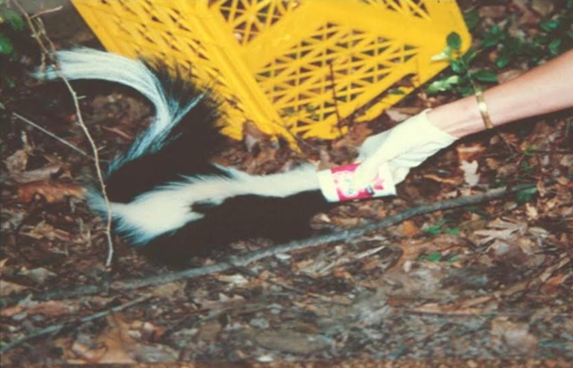 Laura Simon pulls a Yoplait yogurt cup off a skunk's head.