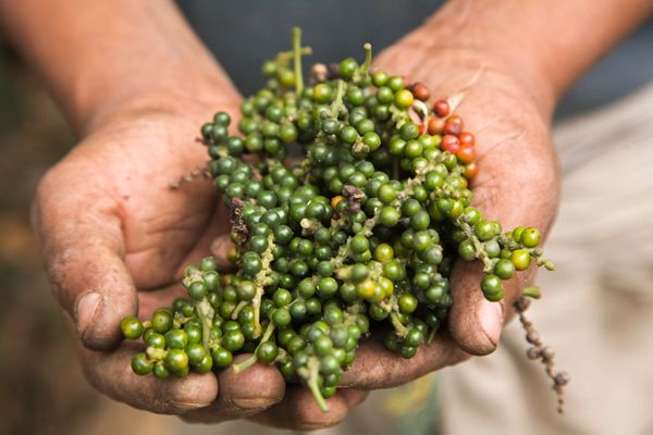 bet-you-didn-t-know-where-peppercorns-come-from-huffpost