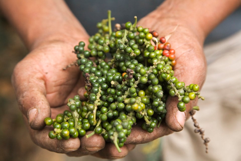 bet-you-didn-t-know-where-peppercorns-come-from-huffpost-life