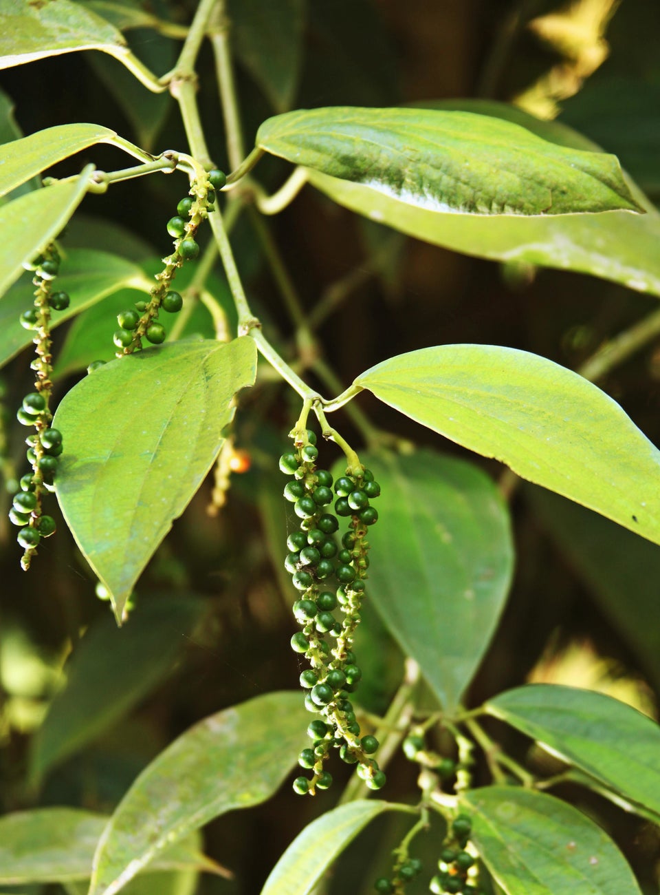 bet-you-didn-t-know-where-peppercorns-come-from-huffpost-life