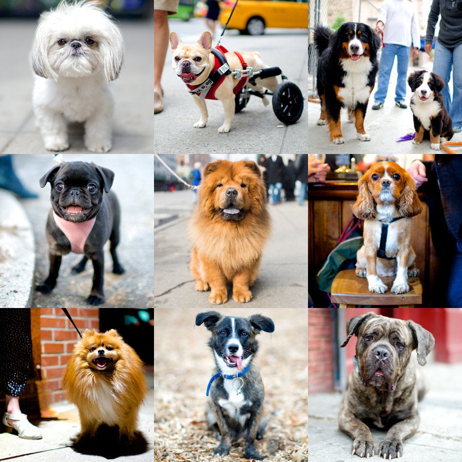 Excerpted from <i>The Dogist </i>by Elias Weiss Friedman (Artisan Books). Copyright © 2015. Photographs by The Dogist, L