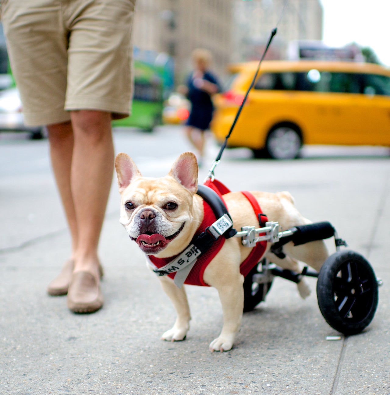 Connie the French Bulldog. Excerpted from The Dogist by Elias Weiss Friedman (Artisan Books). Copyright © 2015. Photographs by The Dogist, LLC.