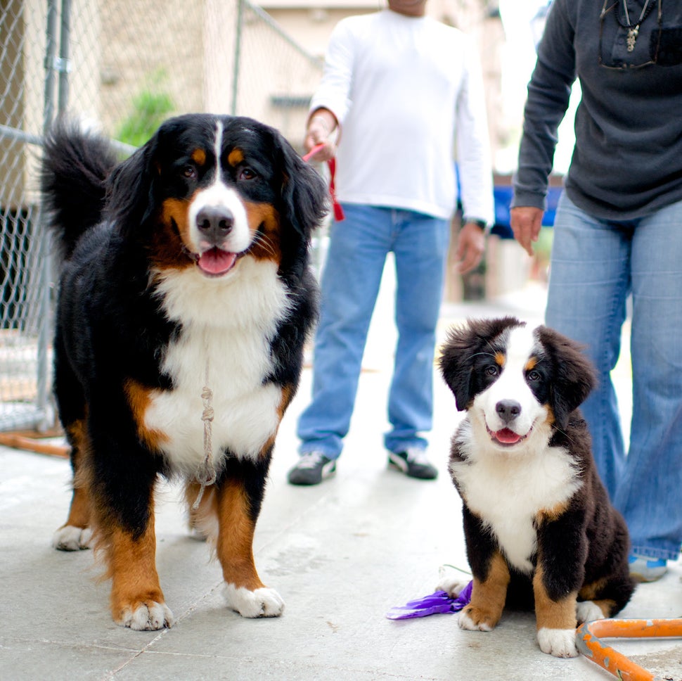 Sonny Jackson and Thunder, Bermese Mountain Dogs. Excerpted from <i>The Dogist </i>by Elias Weiss Friedman (Artisan Book