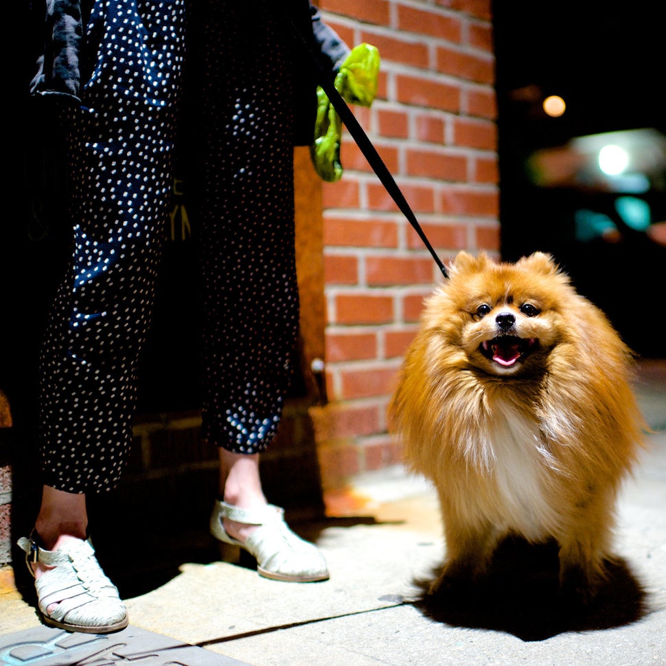 Bear, Pomeranian. Excerpted from <i>The Dogist </i>by Elias Weiss Friedman (Artisan Books). Copyright © 2015. Photo