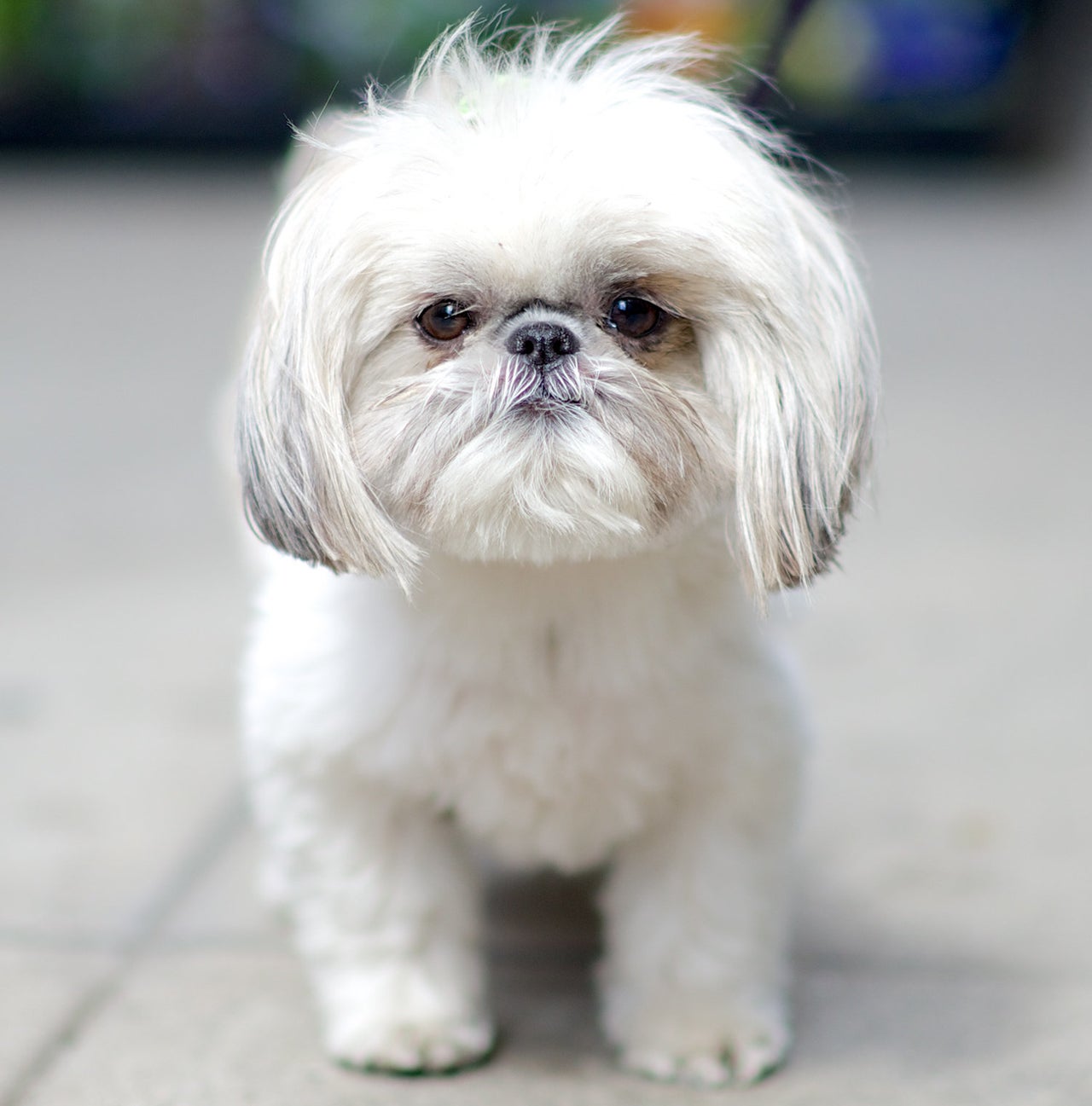 Lola, Shih Tzu. Excerpted from The Dogist by Elias Weiss Friedman (Artisan Books). Copyright © 2015. Photographs by The Dogist, LLC.